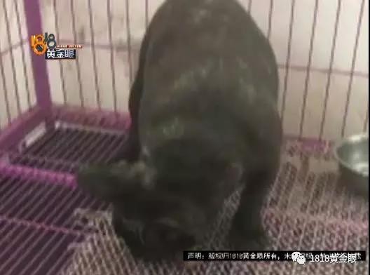 男子叫顺风车运斗牛犬两个小时后小狗不行了