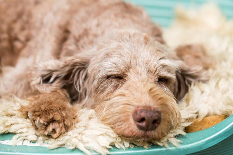 家犬老了，怎么才能让它安度“晚年”呢？