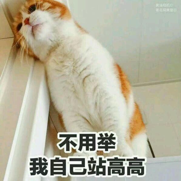 七年之痒就这样来了铲屎官和猫咪的生活该如何继续下去