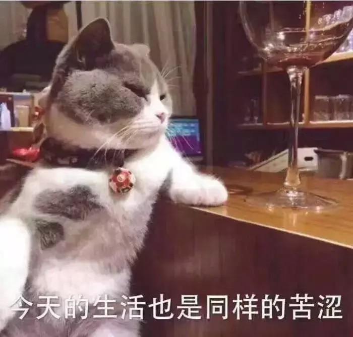 那些被铲屎官耽误演绎事业的猫咪们