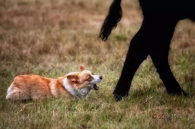 柯基犬小短腿是怎么牧牛的