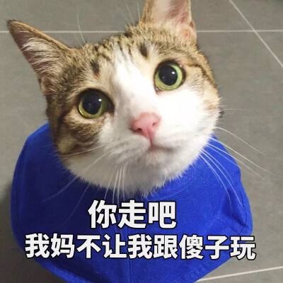 猫界最聪明的猫，第一名竟然是无毛猫