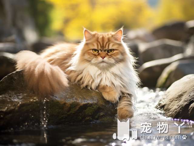 温州芭比堂动物医院：猫咪被丢进烘干机？责任在谁?